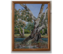 River Red Gum